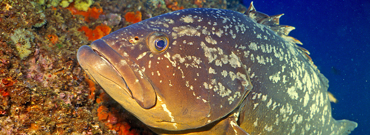 diving-center-pianosa-immersioni-isola-d-elba-00