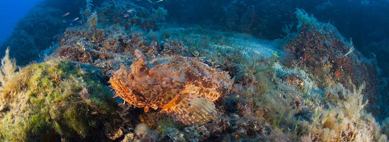diving-center-pianosa-immersioni-isola-d-elba-01