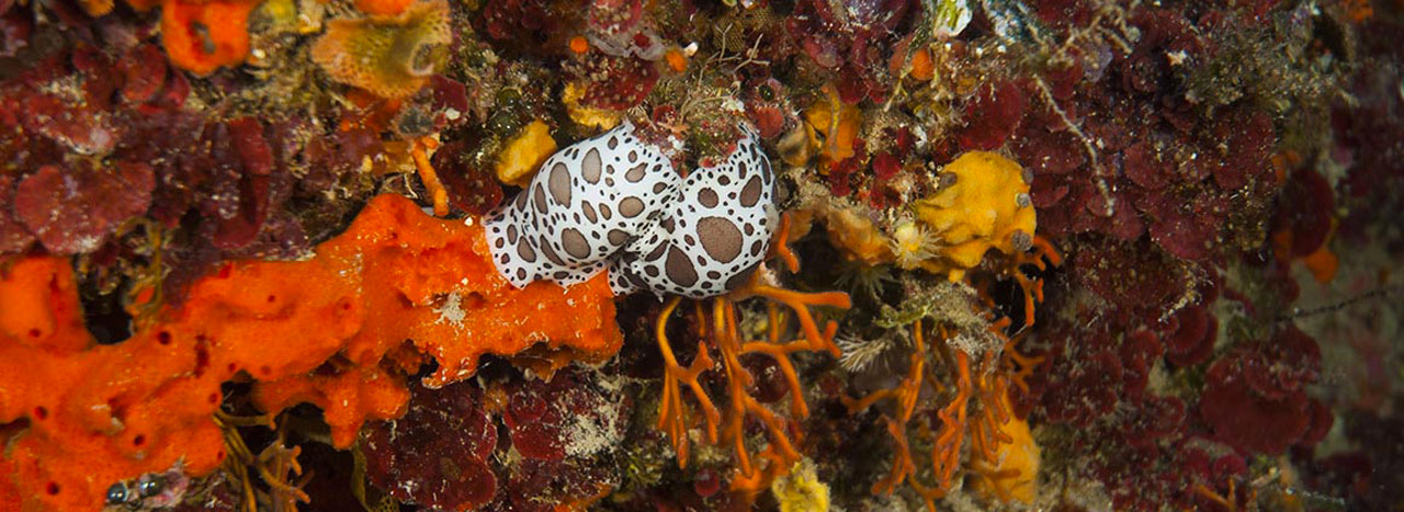 diving-center-pianosa-immersioni-isola-d-elba-06