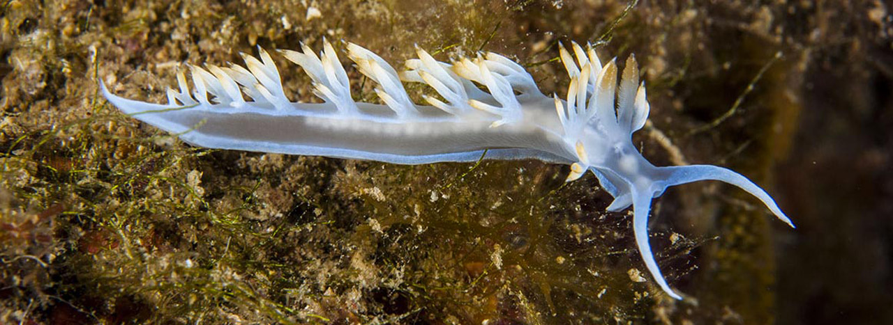 diving-center-pianosa-immersioni-isola-d-elba-07